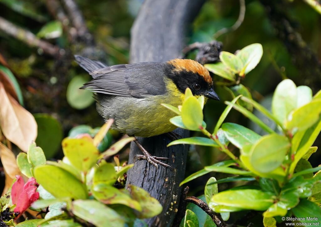 Yellow-breasted Brushfinchadult