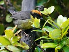 Yellow-breasted Brushfinch