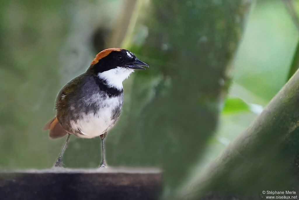 Chestnut-capped Brushfinchadult