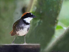 Chestnut-capped Brushfinch