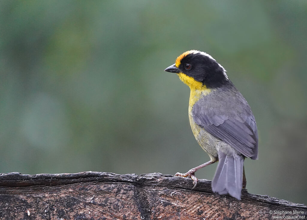 Pale-naped Brushfinchadult