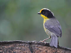 Pale-naped Brushfinch