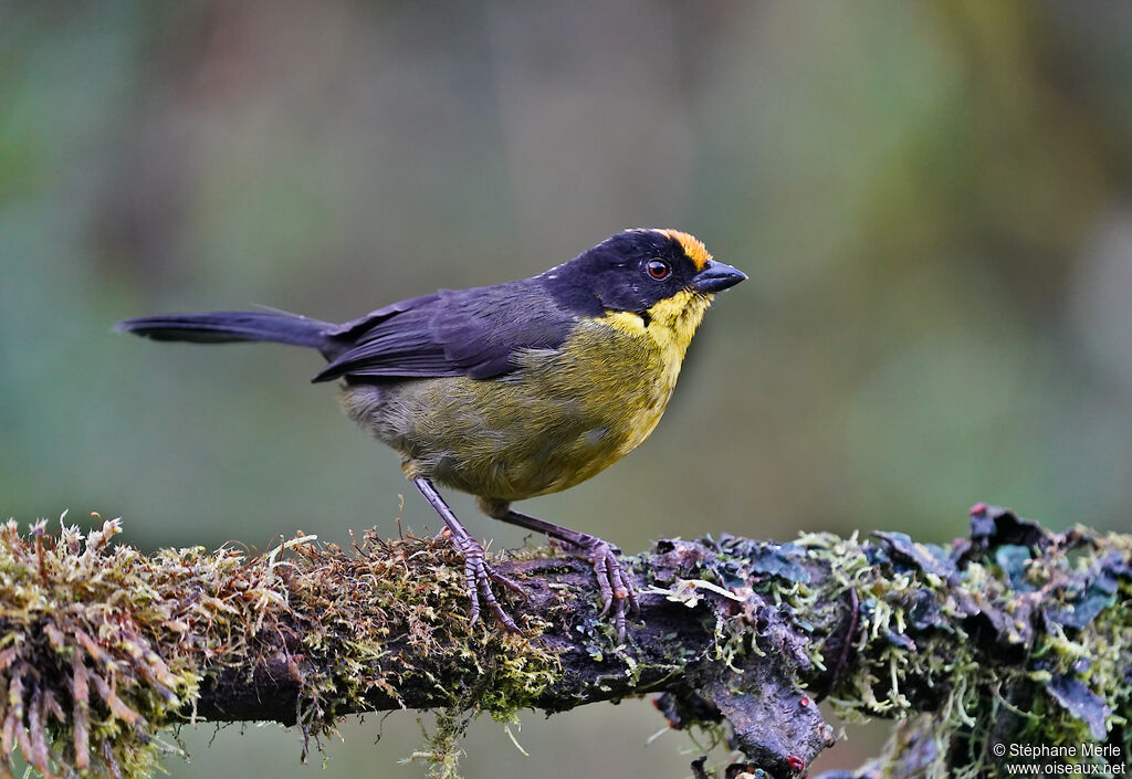 Pale-naped Brushfinchadult