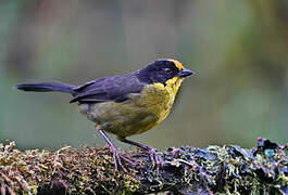 Pale-naped Brushfinch