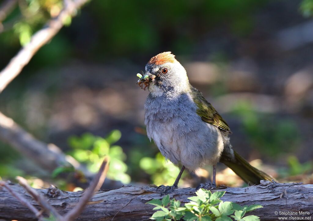 Green-tailed Towheeadult