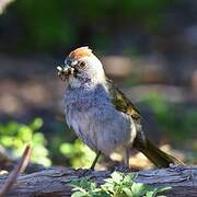 Green-tailed Towhee