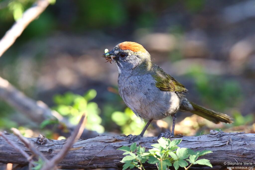 Green-tailed Towheeadult