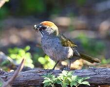 Green-tailed Towhee