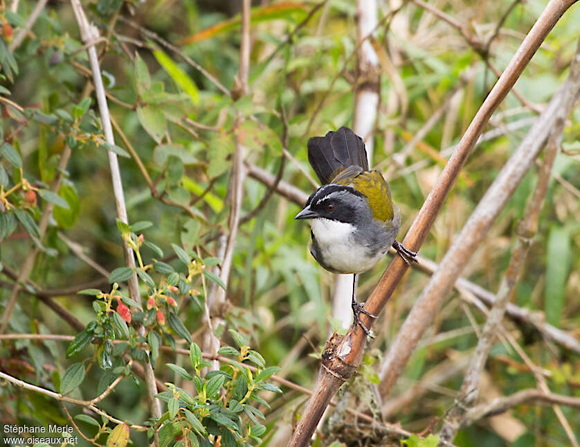 Grey-browed Brushfinchadult, close-up portrait