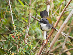 Grey-browed Brushfinch