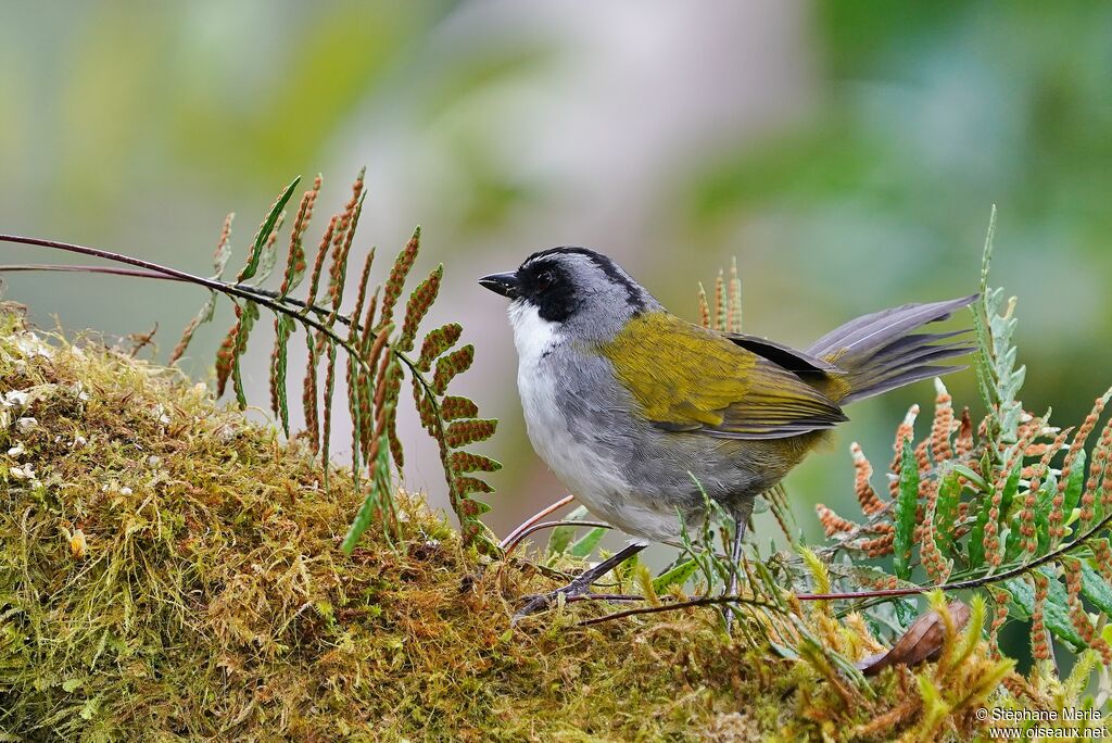 Grey-browed Brushfinchadult