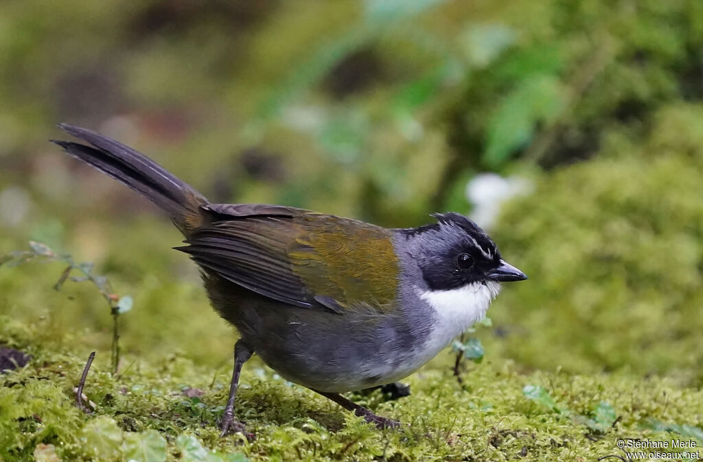 Grey-browed Brushfinchadult