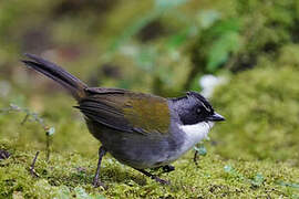 Grey-browed Brushfinch