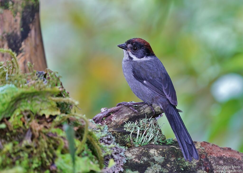 Slaty Brushfinchadult