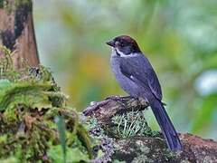 Slaty Brushfinch