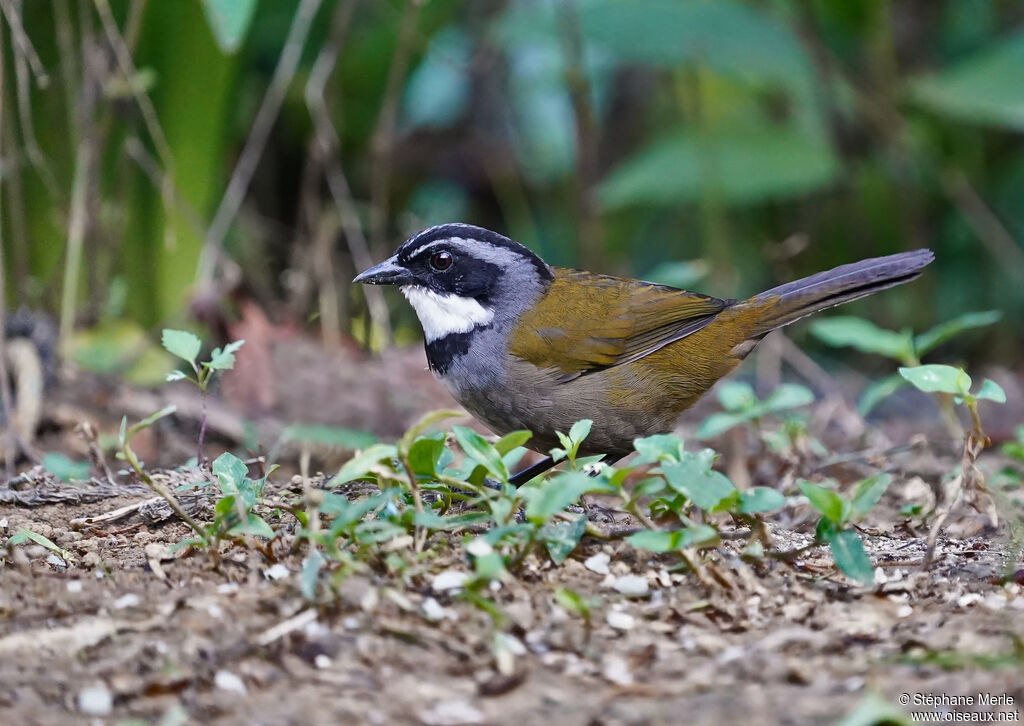 Sierra Nevada Brushfinchadult