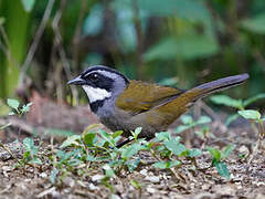 Sierra Nevada Brushfinch