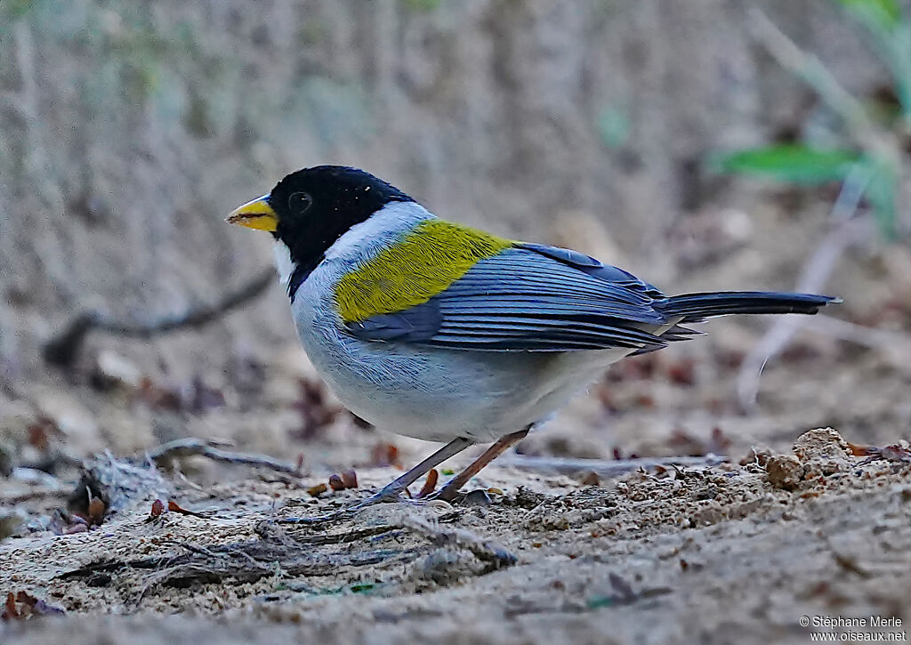 Golden-winged Sparrowadult