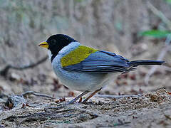 Golden-winged Sparrow