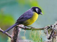 Santa Marta Brushfinch