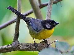 Santa Marta Brushfinch