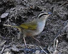 Black-striped Sparrow