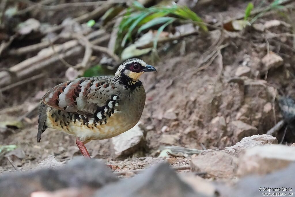 Bar-backed Partridgeadult