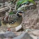 Torquéole à poitrine brune