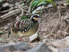 Bar-backed Partridge