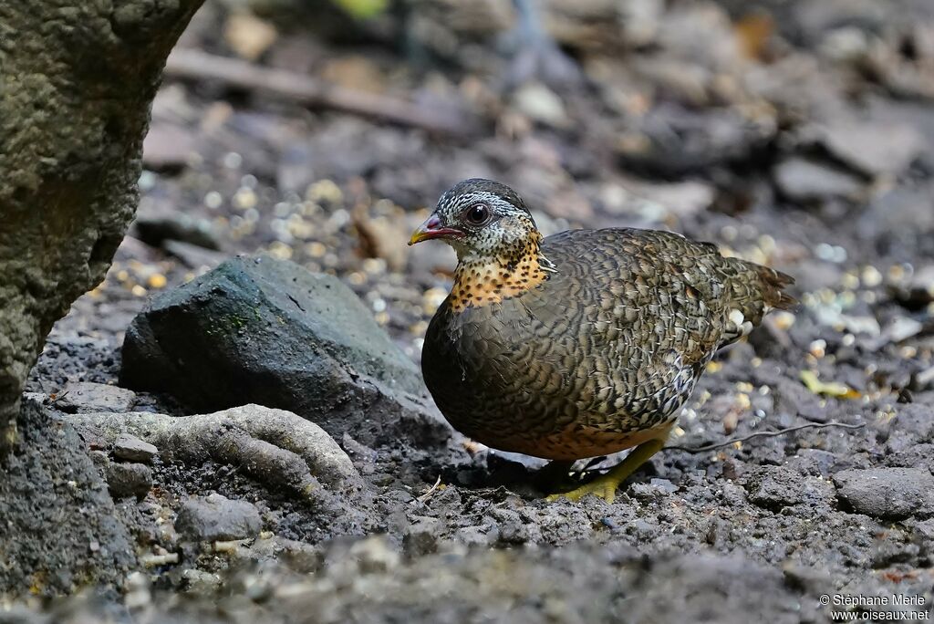 Green-legged Partridgeadult