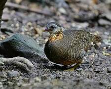 Green-legged Partridge