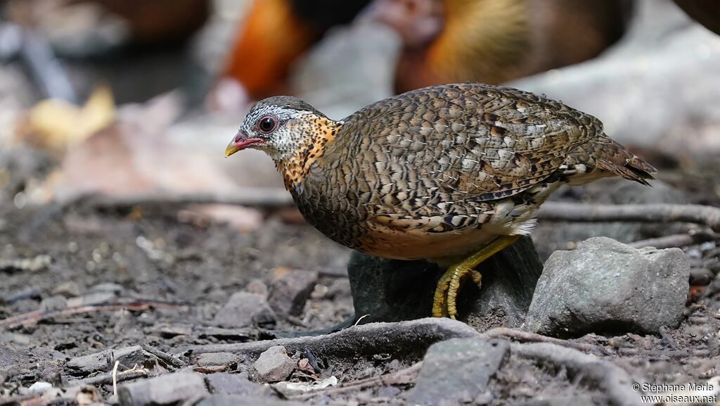 Green-legged Partridgeadult