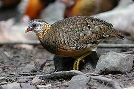 Green-legged Partridge