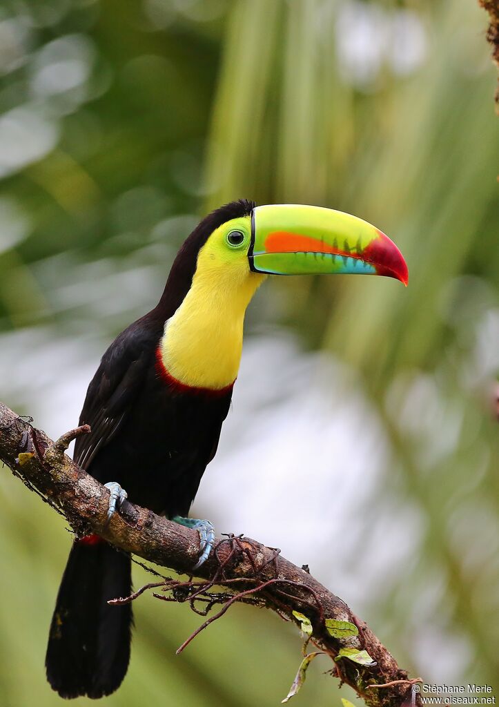 Toucan à carèneadulte