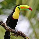 Toucan à carène