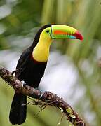 Toucan à carène