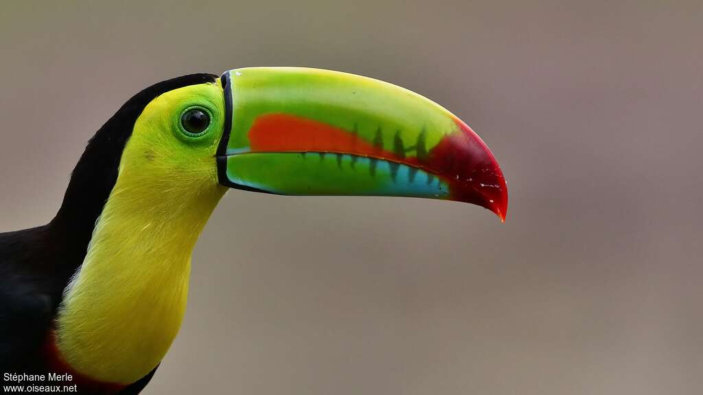 Toucan à carèneadulte, portrait