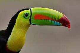 Toucan à carène