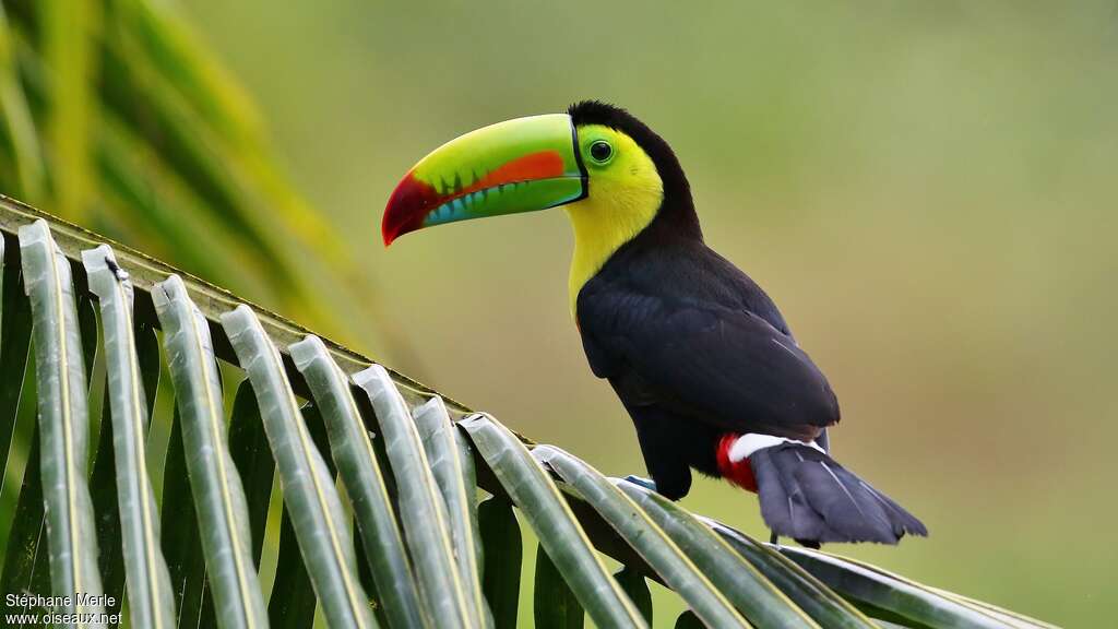 Toucan à carèneadulte, pigmentation