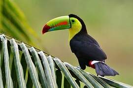 Keel-billed Toucan