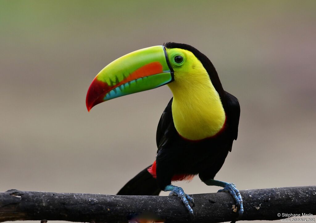 Toucan à carèneadulte