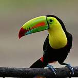 Toucan à carène