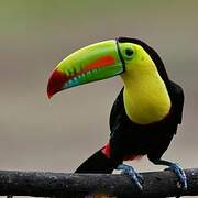 Toucan à carène