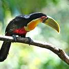 Toucan à ventre rouge
