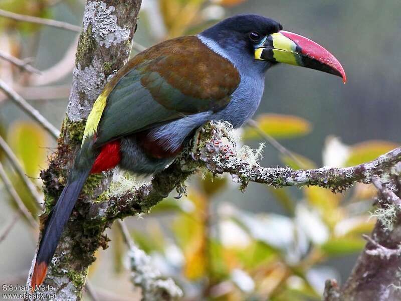 Grey-breasted Mountain Toucanadult, identification