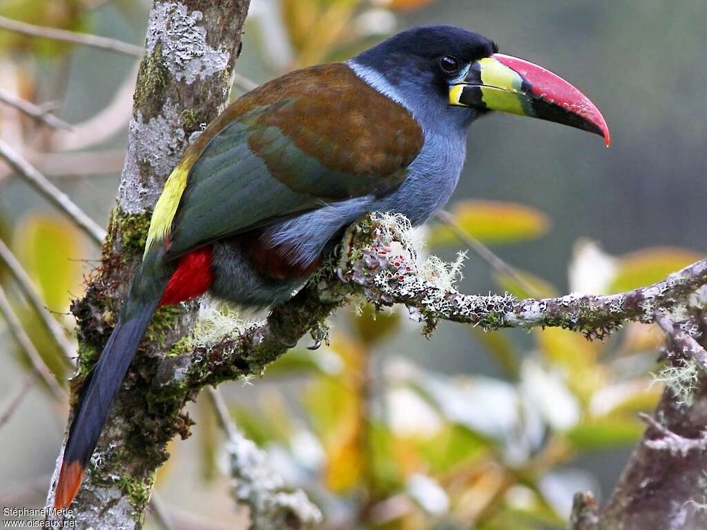 Toucan bleuadulte, identification