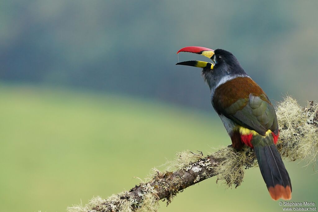 Toucan bleuadulte