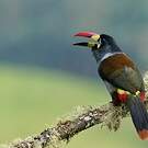 Toucan bleu