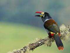 Grey-breasted Mountain Toucan