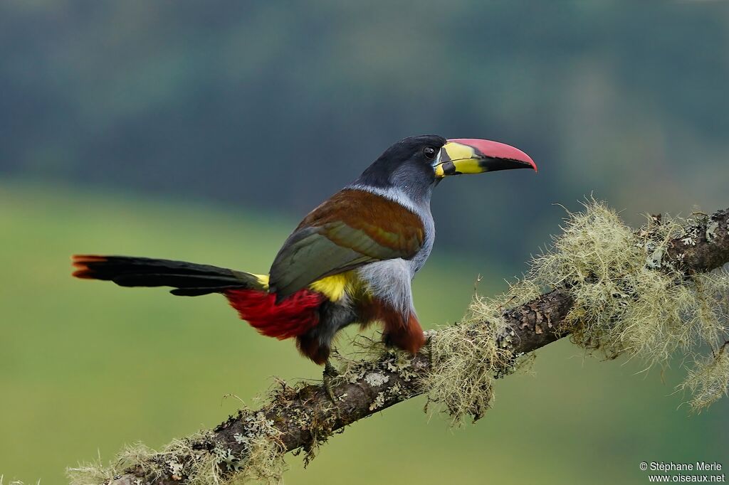 Toucan bleuadulte